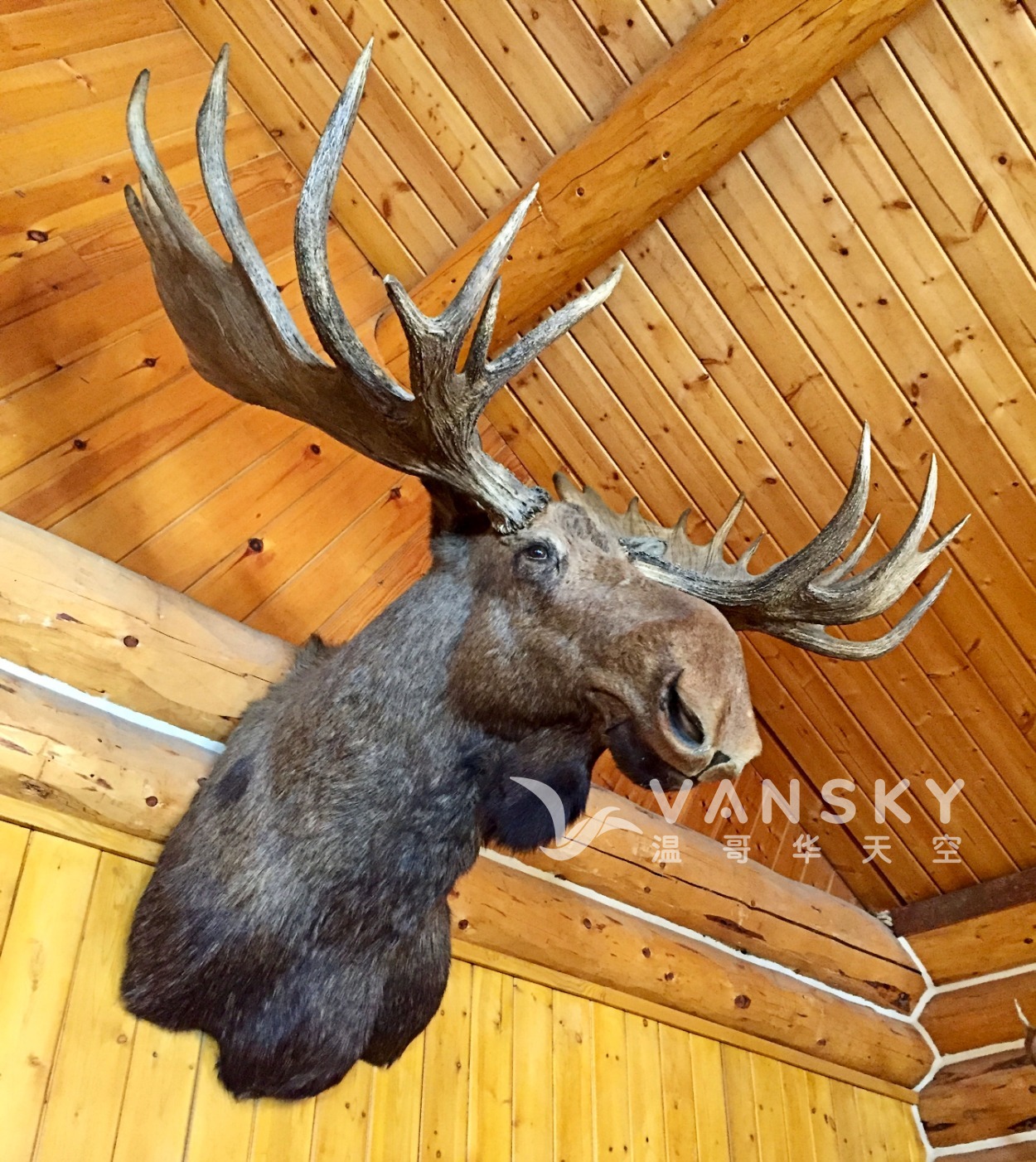 220820144937_moose head.jpg